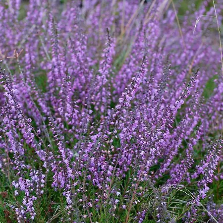 Hotel Ringhotel Faehrhaus